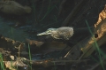 Striated Heron (v)